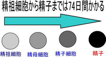 精子ができるまで