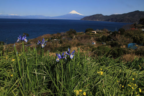 土肥からの富士山3月9日2