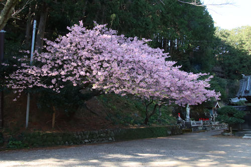 宇久須柴区城福寺の桜　見頃です。