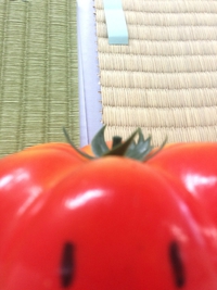 畳の日焼け実験！