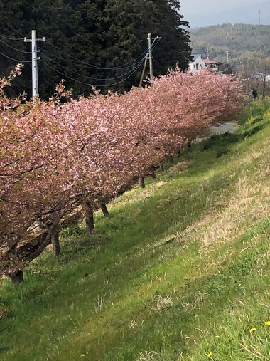 R.5.3.９のかんなみの桜です。