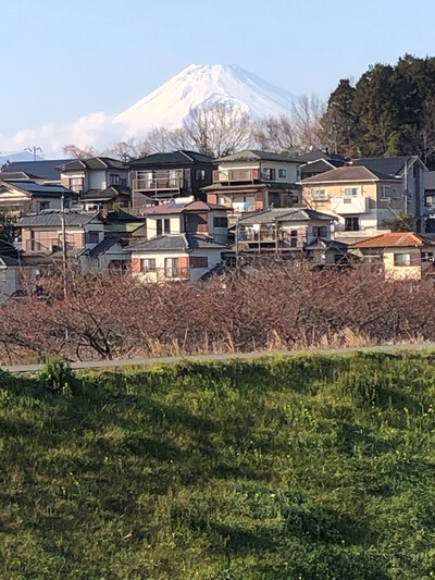 R5.2.17のかんなみの桜です。
