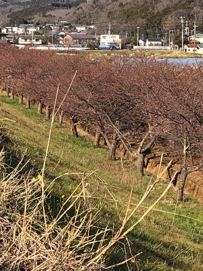 R5.2.17のかんなみの桜です。
