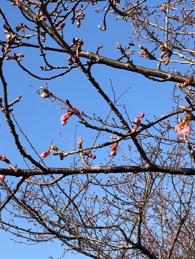 R5.2.17のかんなみの桜です。