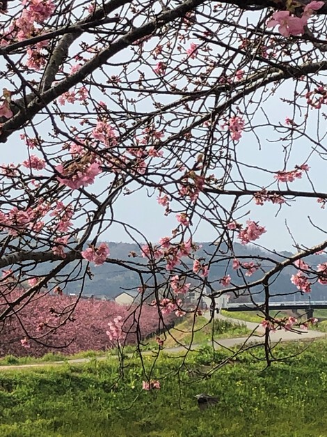 R5.2.24のかんなみの桜です。