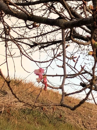 R5.2.8かんなみの桜です。