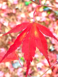 紅葉PPC活動