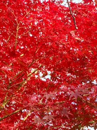 PPC活動　富士五湖　紅葉