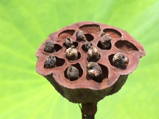 蓮、種