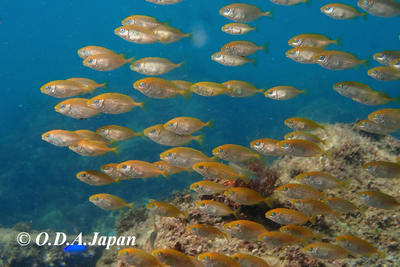 海も回復！！