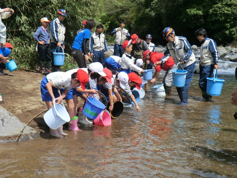 小学生のアユ体験放流を行いました