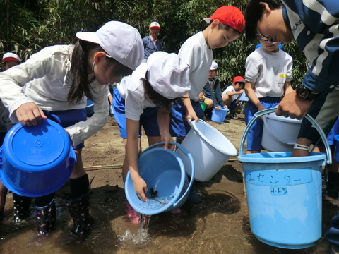 小学生のアユ体験放流を行いました