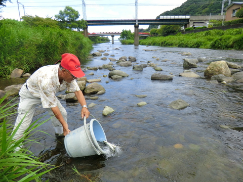 アユ成魚放流しました