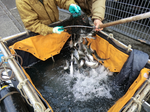 アマゴ解禁間近　成魚放流実施