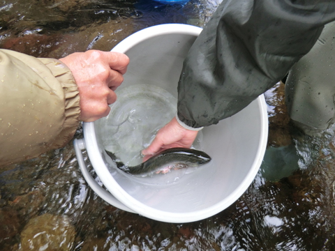 アマゴ解禁間近　成魚放流実施