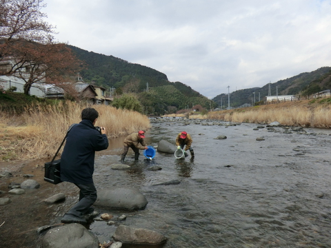 アマゴ解禁間近　成魚放流実施