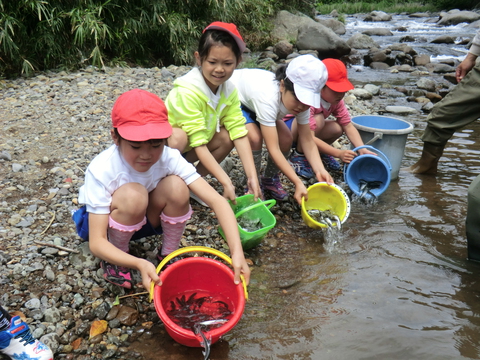 地元小学生のアユ体験放流実施