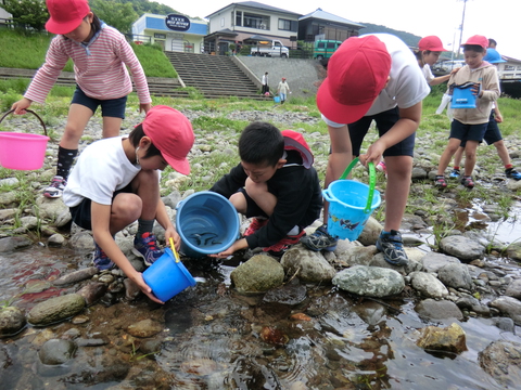地元小学生のアユ体験放流実施