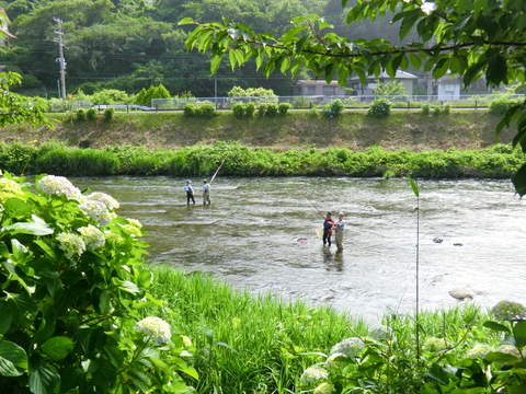 アユ友釣り教室の取材がありました