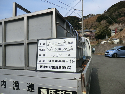 2018 　2/26アマゴ漁直前　成魚放流&漁場ロケーション紹介