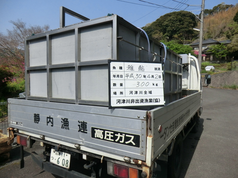 4.2アユ稚魚300kg放流しました