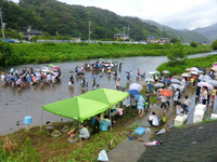 河津川アユつかみ取り大会が行われました