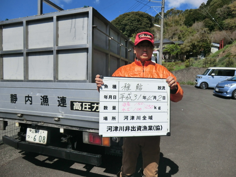 4.2稚鮎放流しました