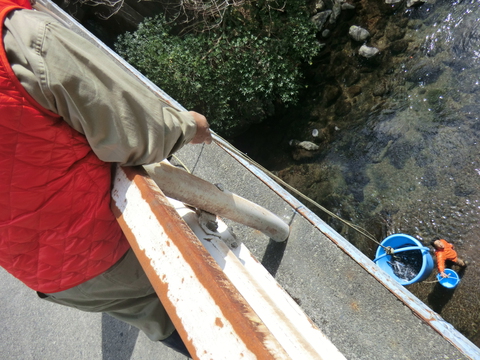 4.2稚鮎放流しました
