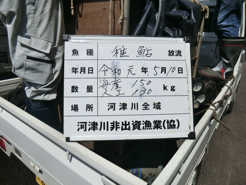 アユ体験放流実施