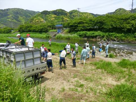 アユ体験放流実施