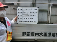 アユ稚魚の放流実施しました