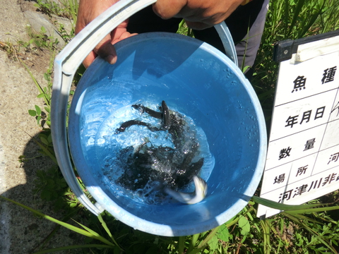 2022シーズン　アユ解禁直前緊急成魚放流