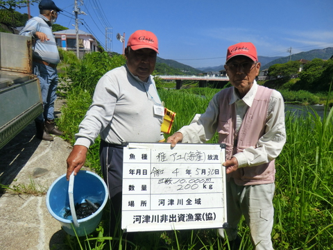2022シーズン　アユ解禁直前緊急成魚放流