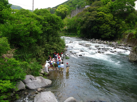 小学生によるアユ体験放流