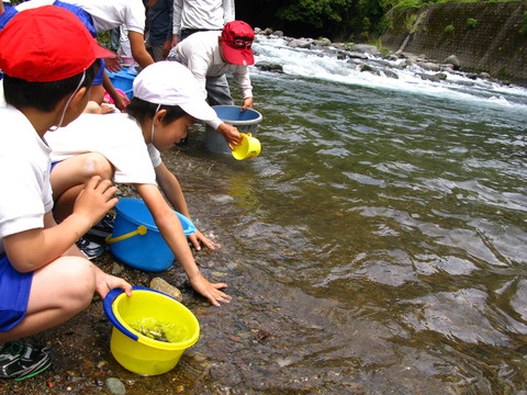 小学生によるアユ体験放流