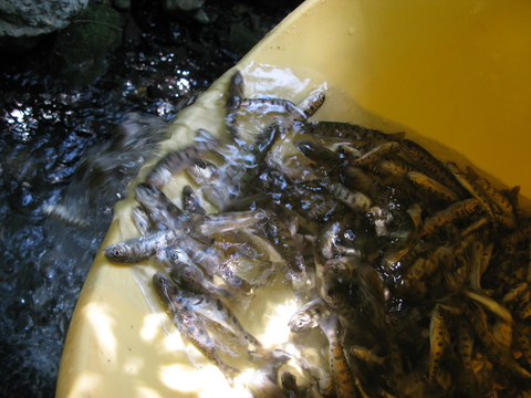 アマゴ稚魚を放流