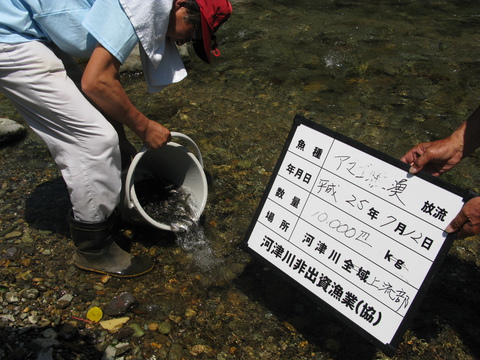 アマゴ稚魚を放流
