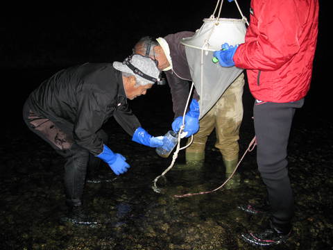 孵化アユの流下状況調査