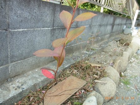 アイリスブルー