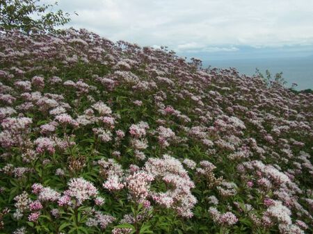 伊藤植物園蝶まつり