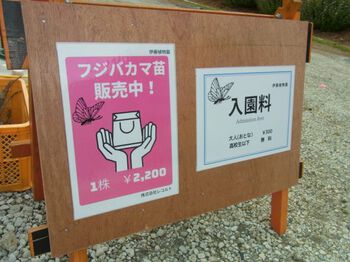 河津蝶まつり