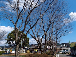 ソメイヨシノの剪定 静岡県富士市の樹木医 木守樹木医事務所 木と共に生きる