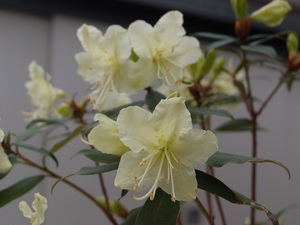 販売オンライン 至極。。天然ヤマツツジ。 - 苗木・植木