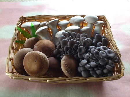 ネオパーサ静岡で販売開始です。