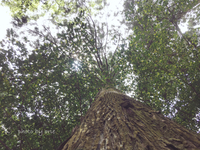 カイロプラクティックは神経のリセット