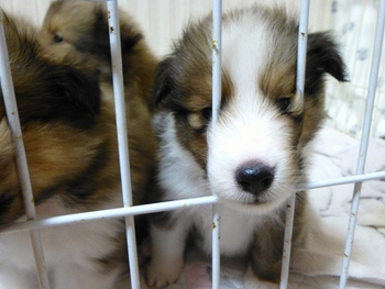 可愛いSheltie Babys♪