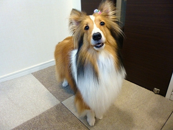 さらふわ☆りーたん