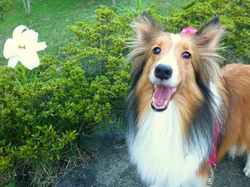 いつも笑顔～♪　(*^。^*)