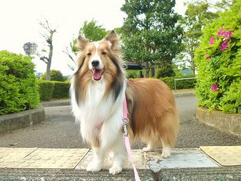お散歩大好き～♪