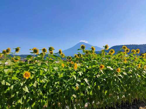 ひまわりと富士山(^^♪